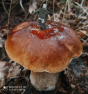 Mladej houbař:) 