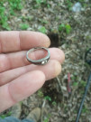 Stříbrný prstýnek z lesa.