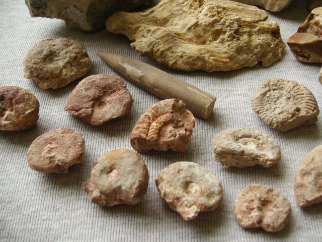 Zkameněliny od Astoret