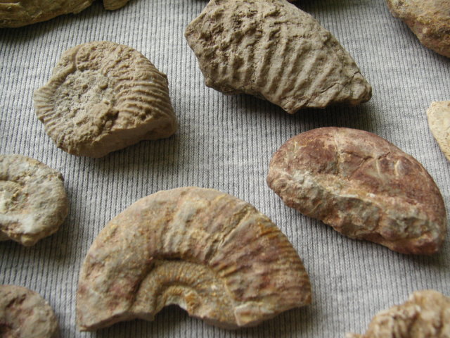 Zkameněliny od Astoret