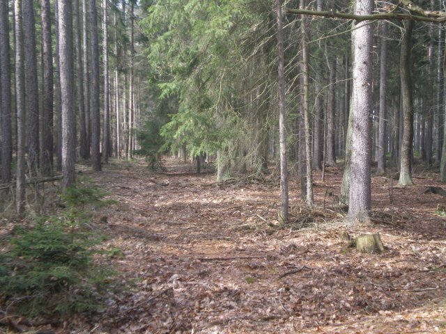 Krásná procházka po lese