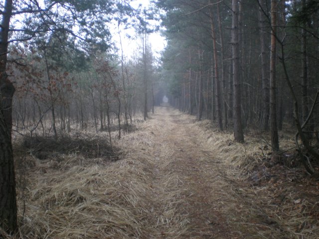 Krásná procházka po lese
