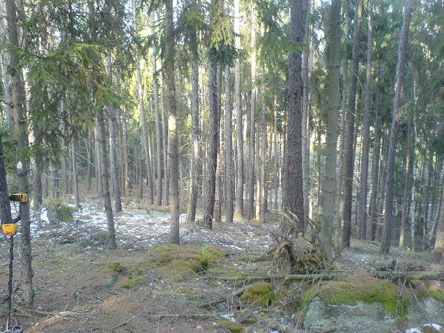 Jeden nedaleký lesík
