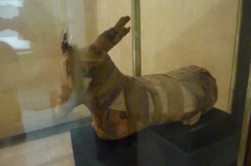 Mumifikovaná koza