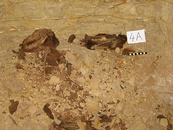 Psí mumie nalezeny v tunelech pod egyptskou pouští.