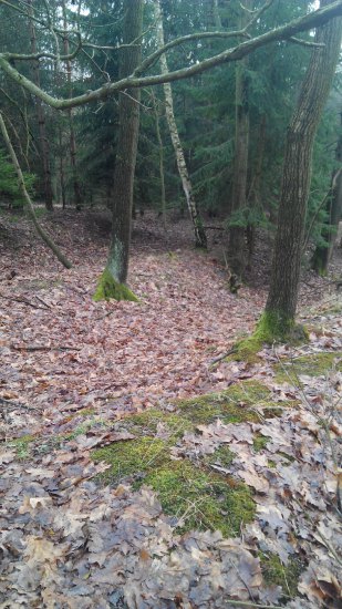 Aktuálně z lesa: Počasí super, les nádhernej, ag padlo, co si přát víc.....