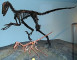 Potomek dinosaura Deinonychus antirrhopus