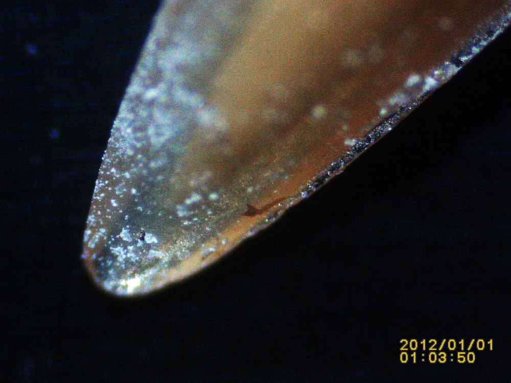 Špička žraločího zubu 90mil.let starý