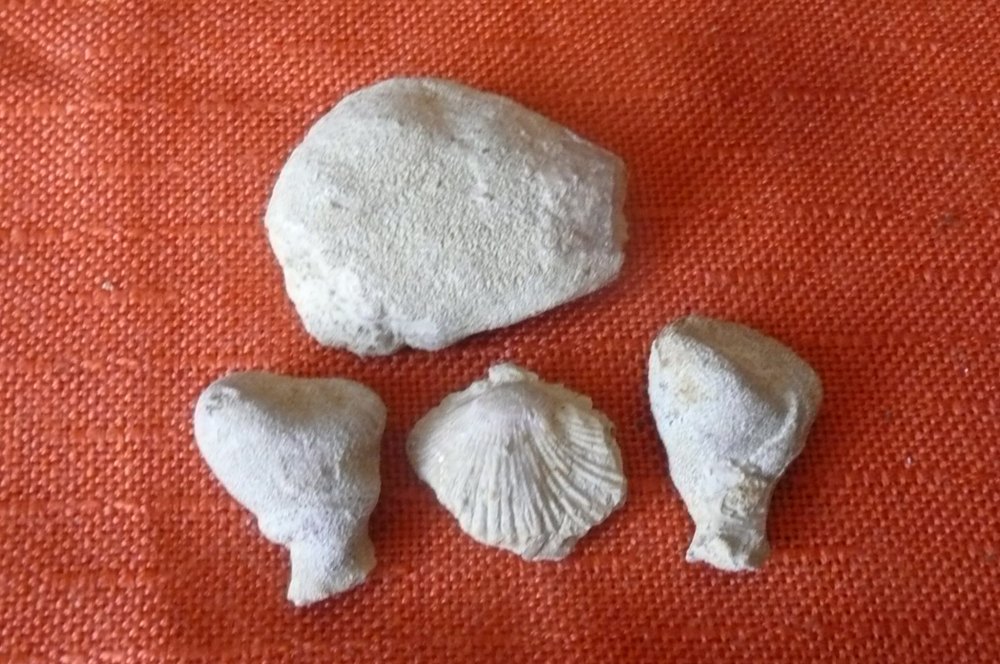 houby,Kutná Hora