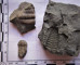 Pár kousků trilobita z Jinecka
