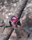 Pozlacený prsten z lesa