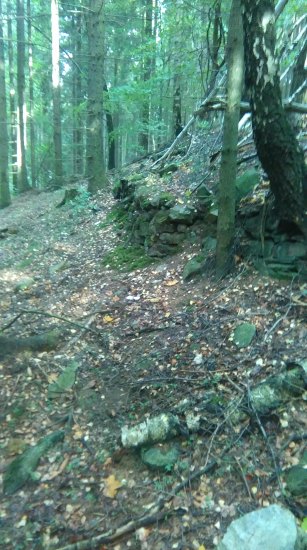 Hoďka v lese