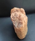 Zkamenělé dřevo?