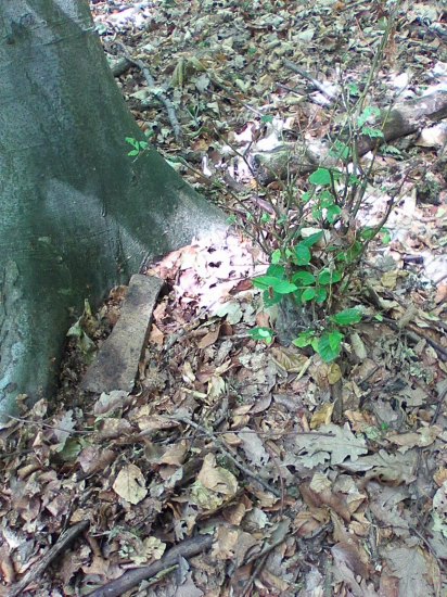Sekera u stromu pod listím