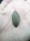 Malá falerka-olivka