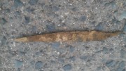 Kudla z lesa (20,7 cm)