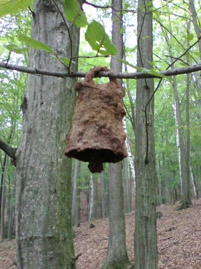 Zvonec z lesa