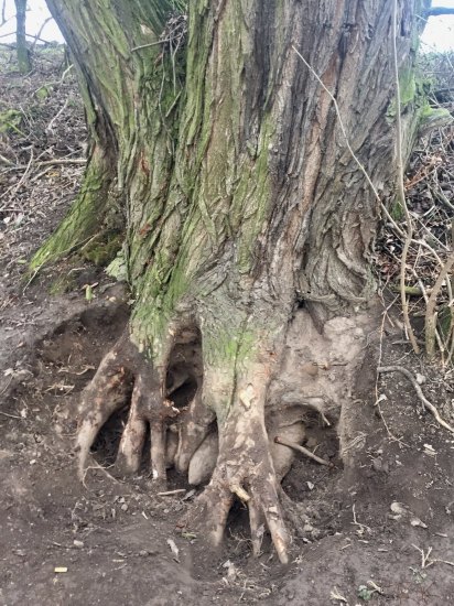 Překvapení pod kořeny stromu