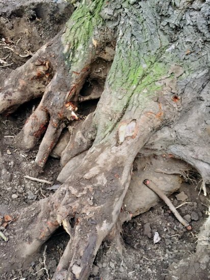 Překvapení pod kořeny stromu