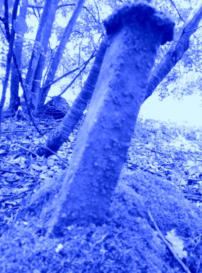 Klín v lese borovém