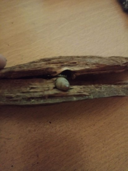 Kulka zaražená v kusu dřeva