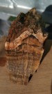 Zkamenělé dřevo 