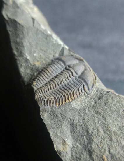 Trilobit-Conocoryphe sulzeri