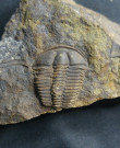 Trilobit-Conocoryphe sulzeri