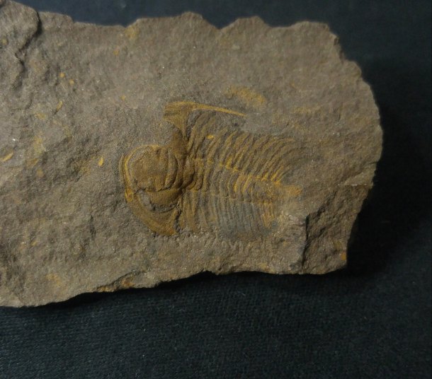 Trilobit-Eccaparadoxides pusillus
