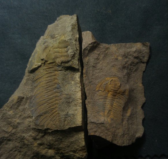 Trilobit-Eccaparadoxides pusillus