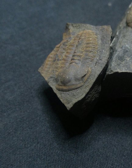 Trilobit-Ellipsocephalus hoffi