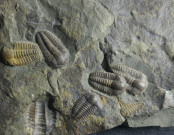 Trilobit-Ellipsocephalus hoffi
