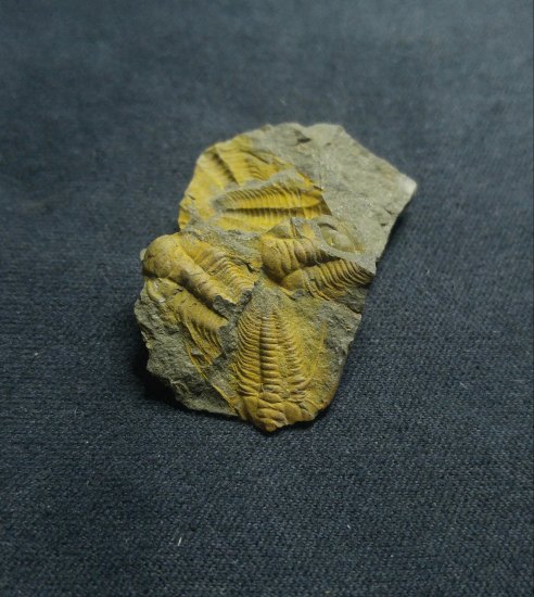 Trilobit-Paradoxides gracilis