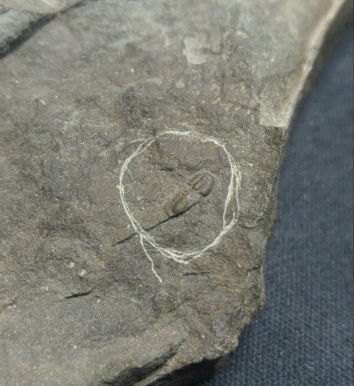 Trilobit-Peronopsis integra