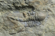Trilobit-Peronopsis integra