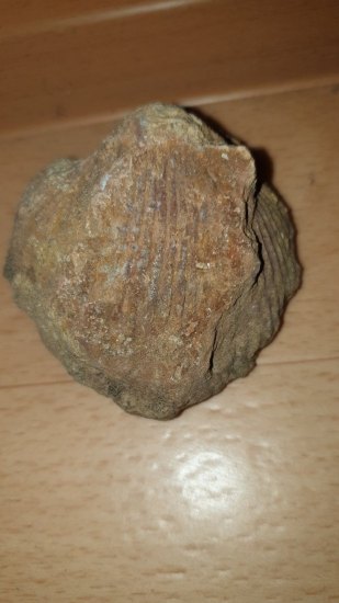 Zkamenělá Mušle