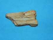 Zkamenělé dřevo?