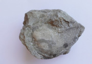 Hlavonožec amonit - fosílie