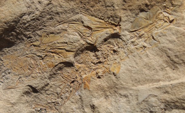 Nějaká fosilní žoužel.
