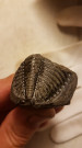  Trilobit