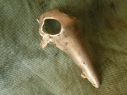 Odyseova lebka.