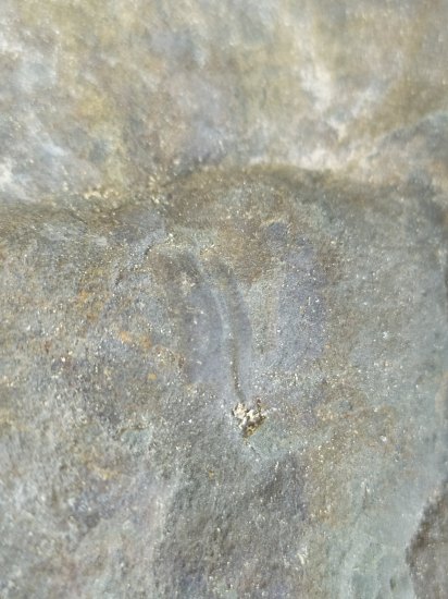 Trilobiti