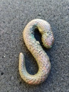 Francouzský had