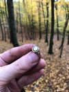 Zlatý prsten z kouzelného lesa