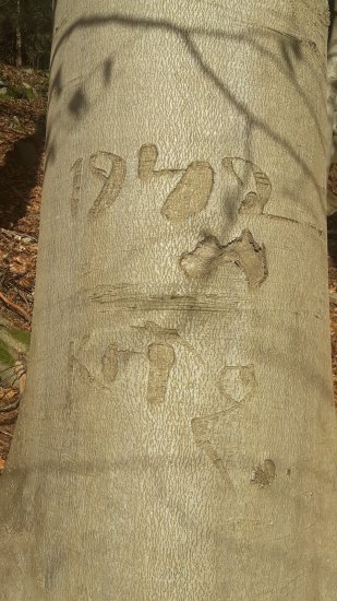 Vzkaz z kůry stromu