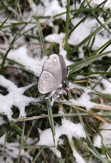 Zimní motýl