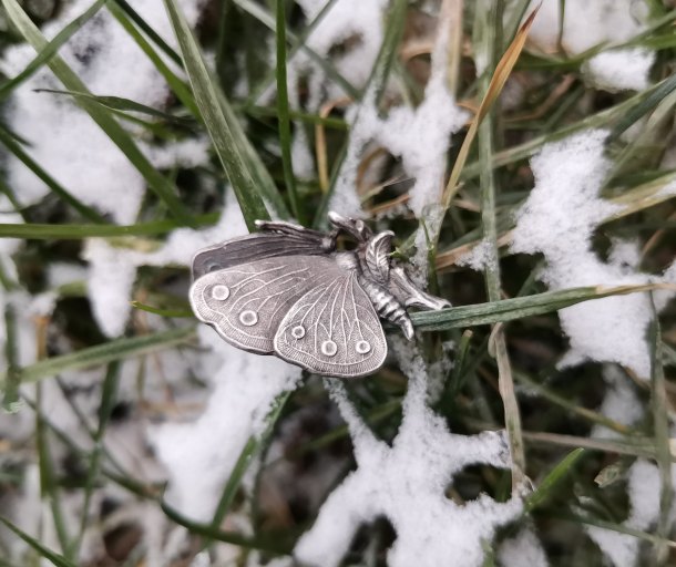 Zimní motýl