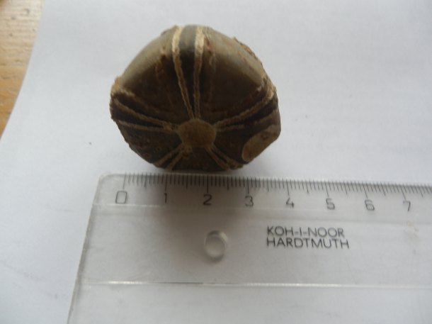 Zkamenělina-ježek