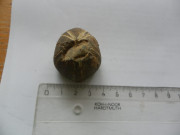 Zkamenělina-ježek