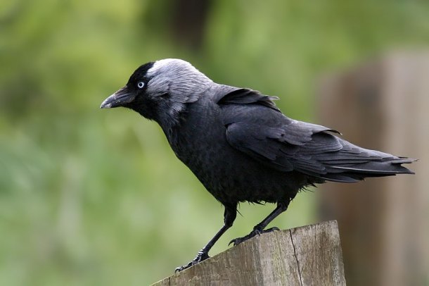 Corvus monedula- kavka obecná